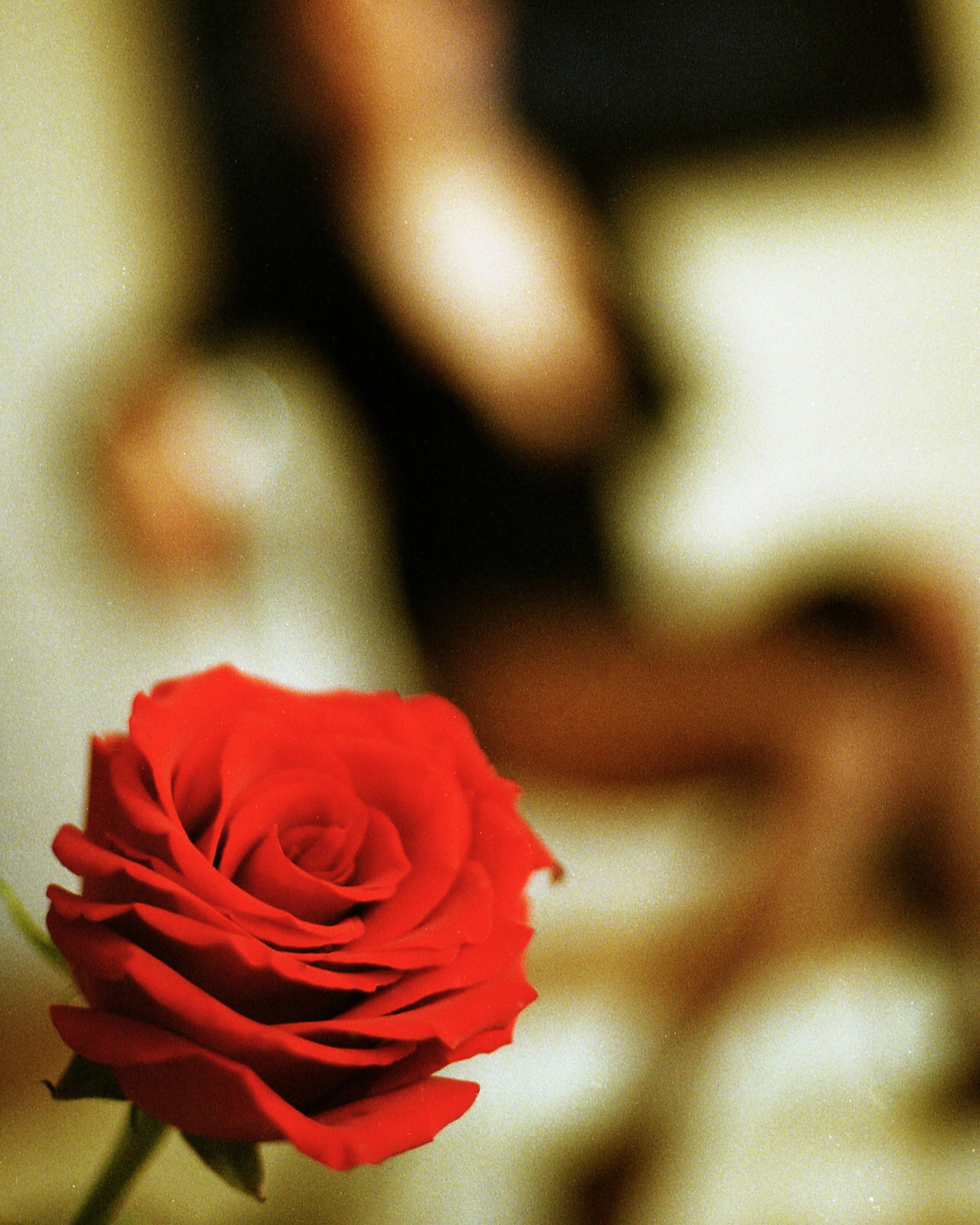 RAEV Paris - Sensual Dive - Cashmere Knitwear for Woman - Red Rose